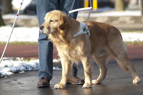 Cane guida aiuta una persona a camminare in strada
