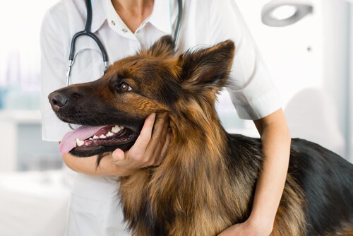 Medicina veterinaria naturale e olistica