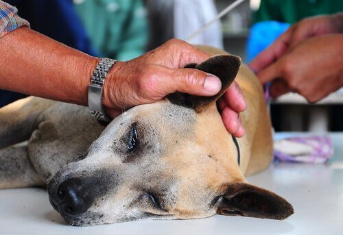un cane mentre riceve le cure veterinarie
