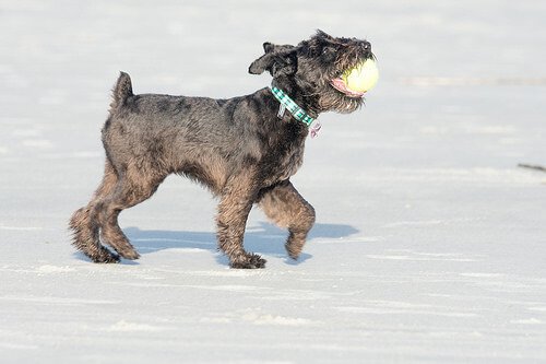 Arriva l'inverno: divertitevi sulla neve con il vostro cane