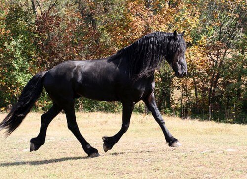 Il cavallo Frisone: robusto, possente e infaticabile