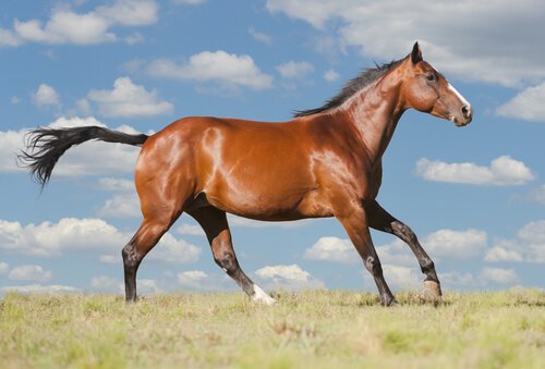 quarter horse corre in campagna