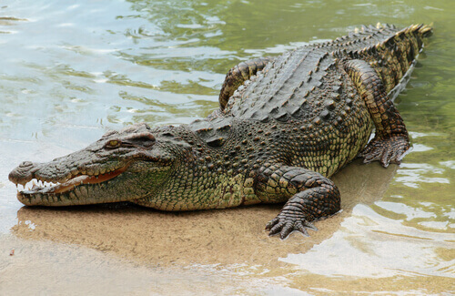 un coccodrillo africano riposa sul lato di un fiume