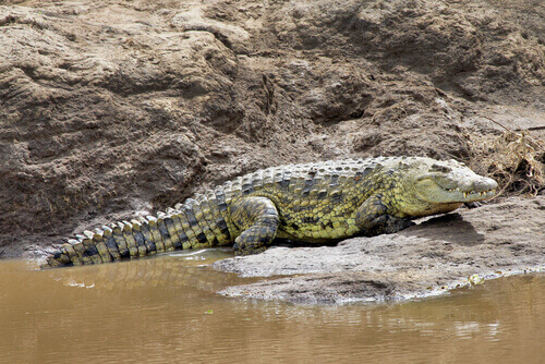 un coccodrillo africano vicino ad un guado