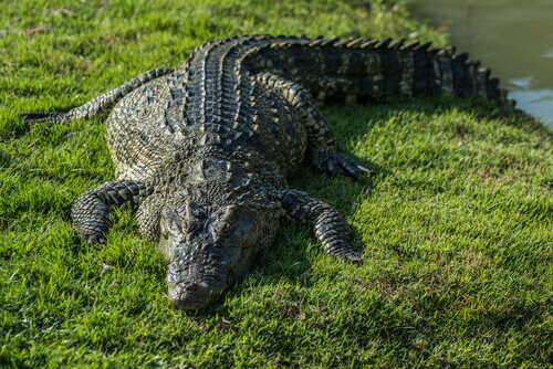 un coccodrillo si riscalda sull'erba sotto al sole