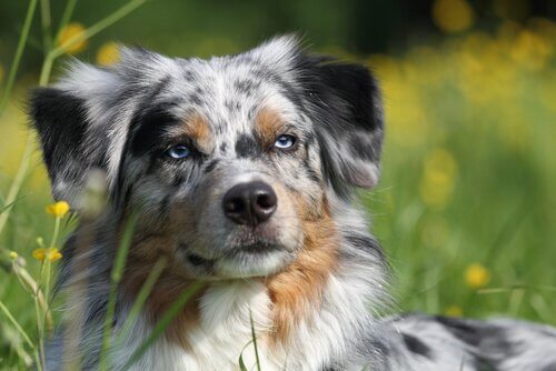 australian shepherd nel prato