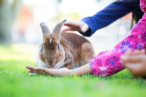 un coniglio adulto gioca in giardino con dei bambini