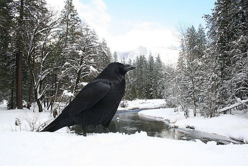 Il corvo nella cultura popolare, tra mitologia e letteratura