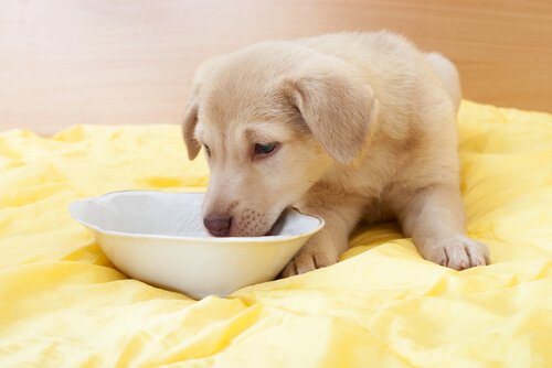 un cucciolo beve del latte in una ciotolina