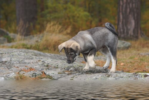 un cucciolo di Jamthund si avvicina a un fiume