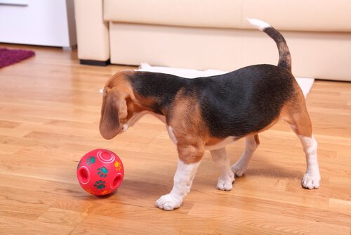 un cucciolo di beagle gioca in casa con una palla rossa