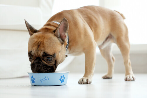 un cucciolo di bulldog mangia dalla ciotola