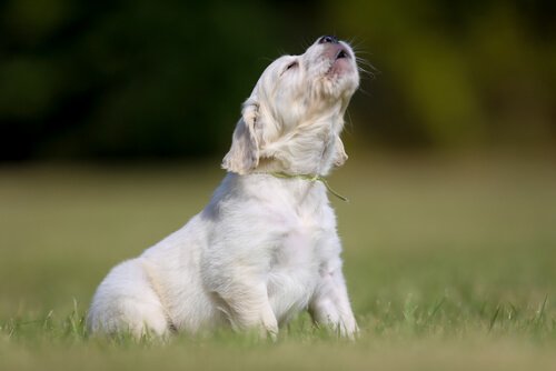 Ululato nei cani: tutto quello che bisogna sapere