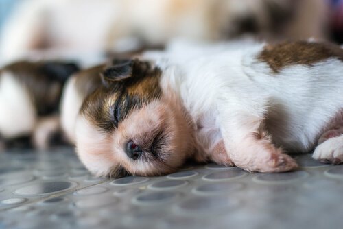 Cucciolo di cane dorme con gli occhi socchiusi