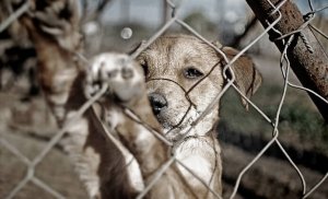 Cosa fare se siete testimoni di violenza sugli animali