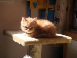 Accessori e tiragraffi per il vostro gatto