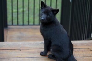 Kai: un cane giapponese antico e coraggioso