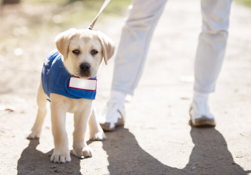 un cucciolo di labrador bianco a passeggio con guinzaglio e giacchina