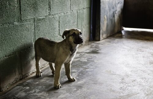 un cucciolo di mastino con collare in una stanza