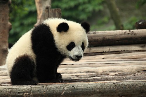 L’orso panda in Cina, simbolo di cultura e tradizione