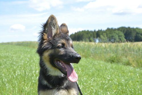 un cucciolo di pastore tedesco seduto sull'erba
