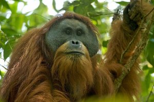 Una nuova specie di orango: scopriamola assieme