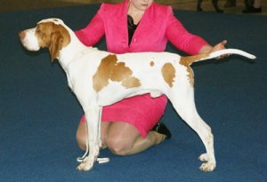 Bracco d'Ariège: storia, caratteristiche e curiosità