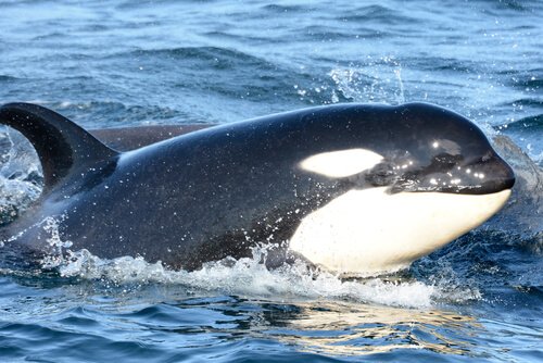 un esemplare di Orca affiora in superficie per respirare