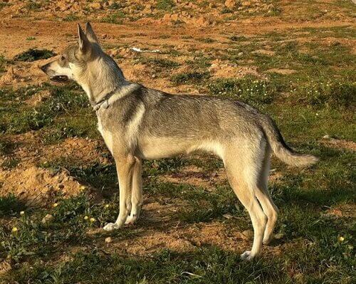 un esemplare di cane lupo di profilo in piedi