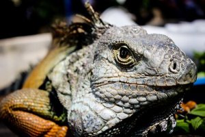 La fauna selvatica della Foresta amazzonica