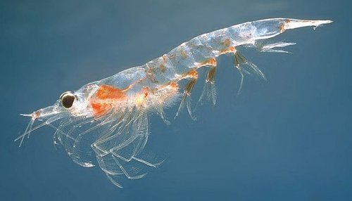 un esemplare di krill mentre nuota