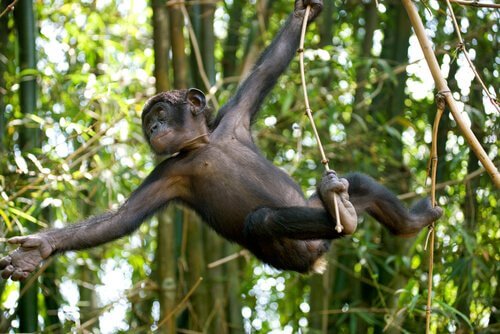 un esemplare giovane di bonobo salta tra i rami