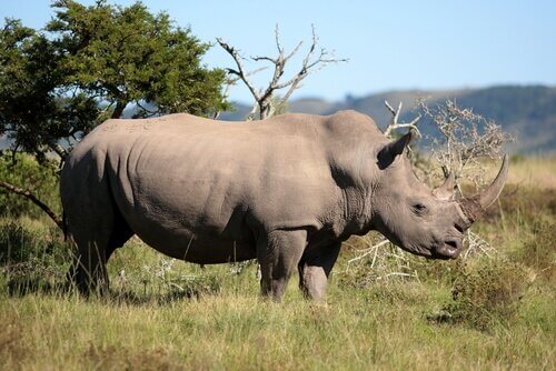 un esemplare maschio adulto di Rinoceronte africano