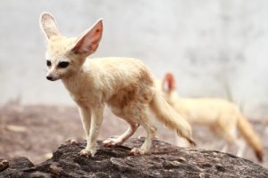 Fennec, alla scoperta della volpe del deserto