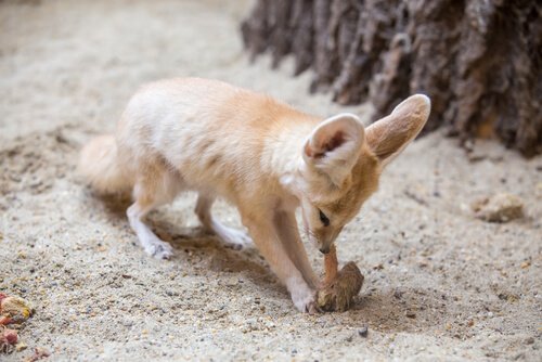fennec cattura una preda
