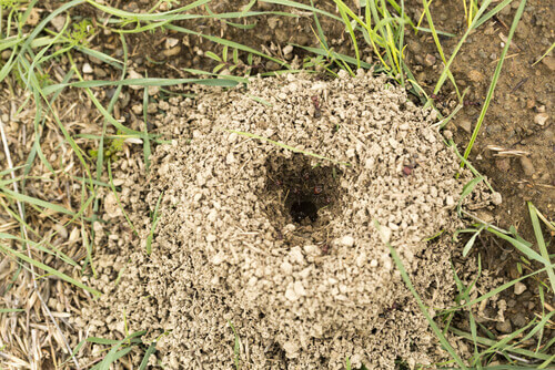 un formicaio