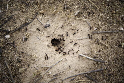 Insetti come animali domestici: un formicaio in casa