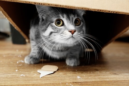 un gattino nascosto sotto una scatola di cartone