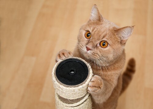 un gattino si fa le unghie in piedi su un tiragraffi