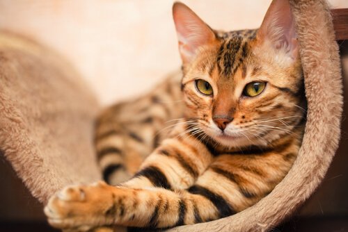 gatto tigrato seduto su tappeto