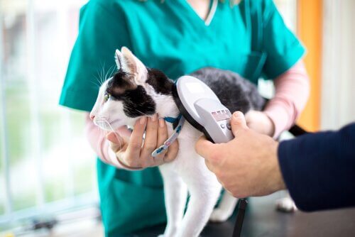 Parassiti intestinali nei gatti: trattamento e prevenzione