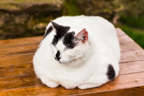 un gatto bianco e nero grasso sdraiato