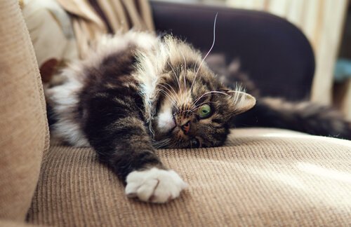 un gatto disteso sul divano si guarda la zampina