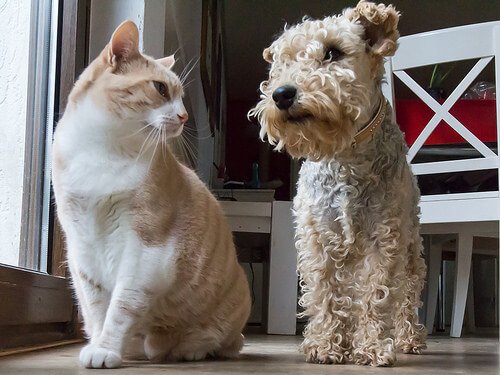 Ascaridiasi in cani e gatti: cause, sintomi e trattamento