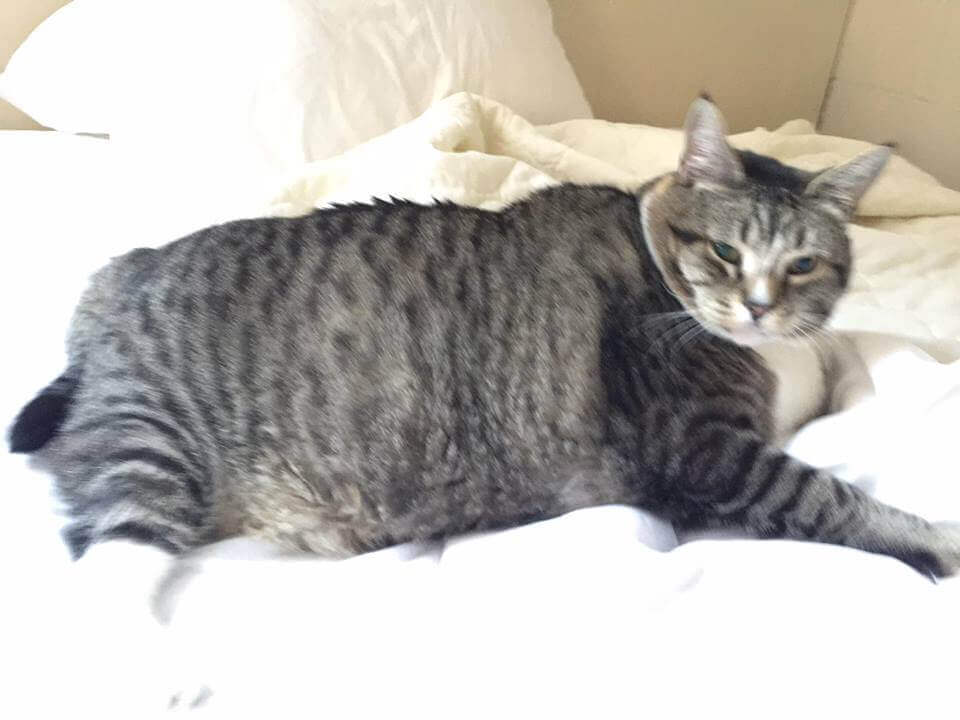 un gatto grigio obeso sdraiato sul letto