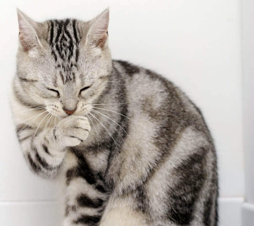 un gatto grigio si lecca la zampa