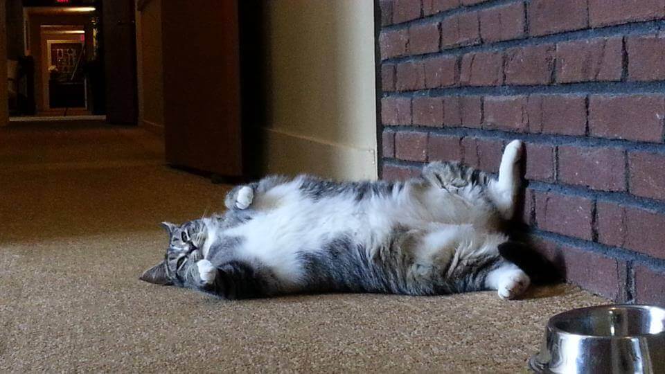 un gatto in sovrappeso a pancia all'aria accanto alla ciotola