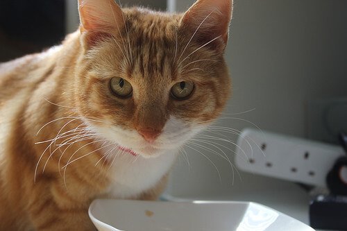 Un gatto rosso che mangia del Cibo umido per gatti