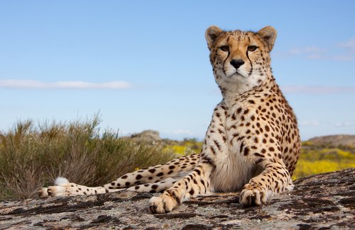 un ghepardo riposa disteso su una roccia