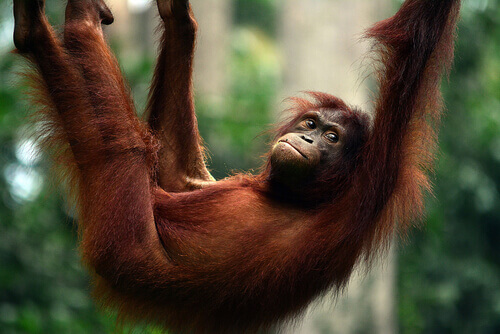 Orango: caratteristiche, comportamento e habitat